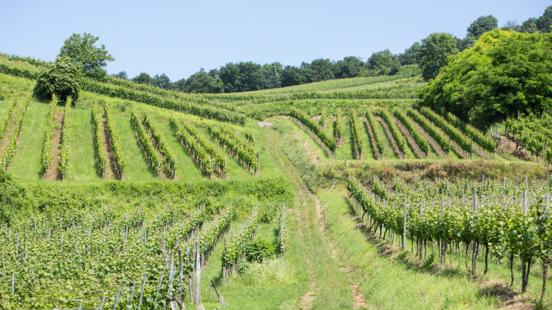 Impressions of our terroir "WINKLERBERG HINTER WINKLEN "Gras im Ofen"".