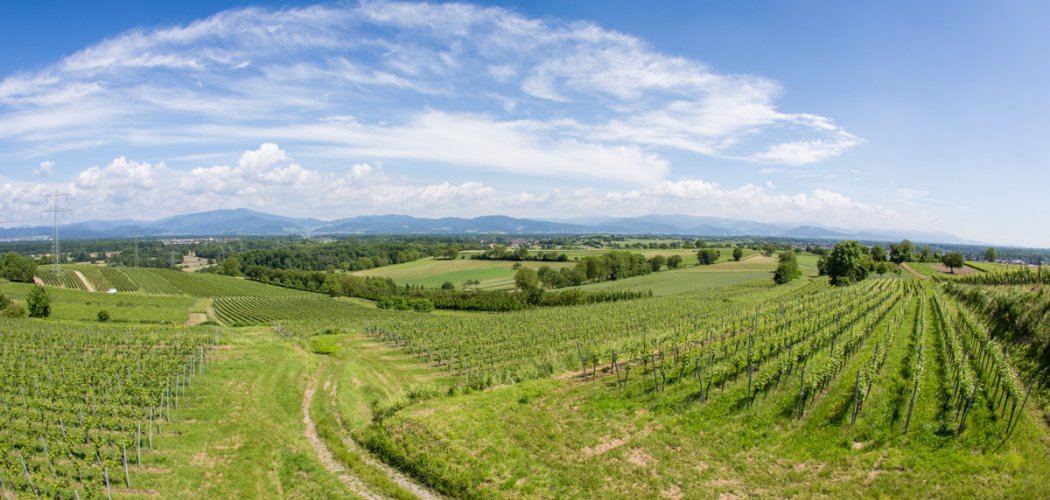 Blick in die Vinothek