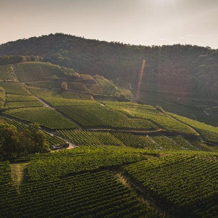 Impressionen aus den Lagen des Weinguts Heger